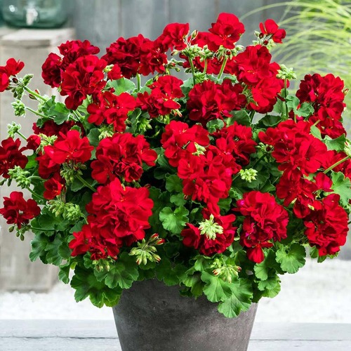 Geranium Sunrise Dark Red