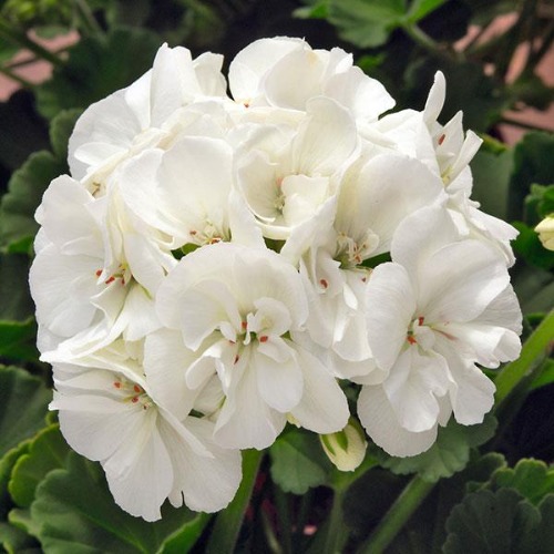 Geranium Sunrise White