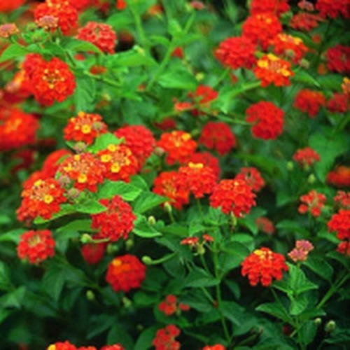 Lantana Dallas Red Upright