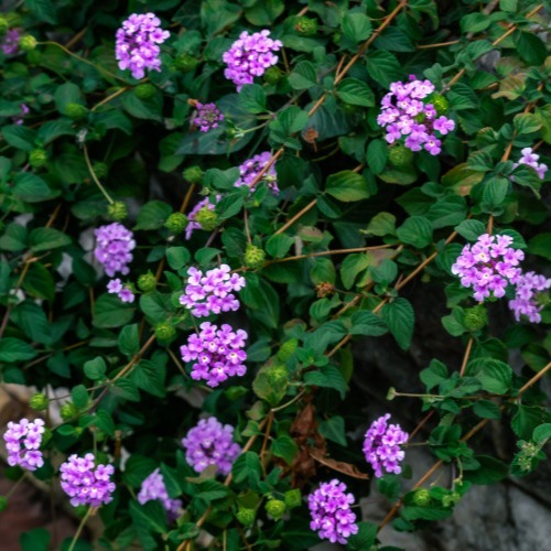 Lantana Lavender Weeping