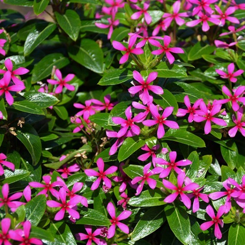 Vinca Soiree Lavender