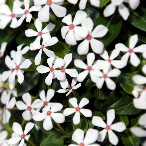 Vinca Soiree White Peppermint