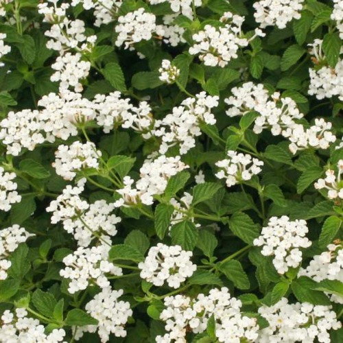 Lantana White Weeping