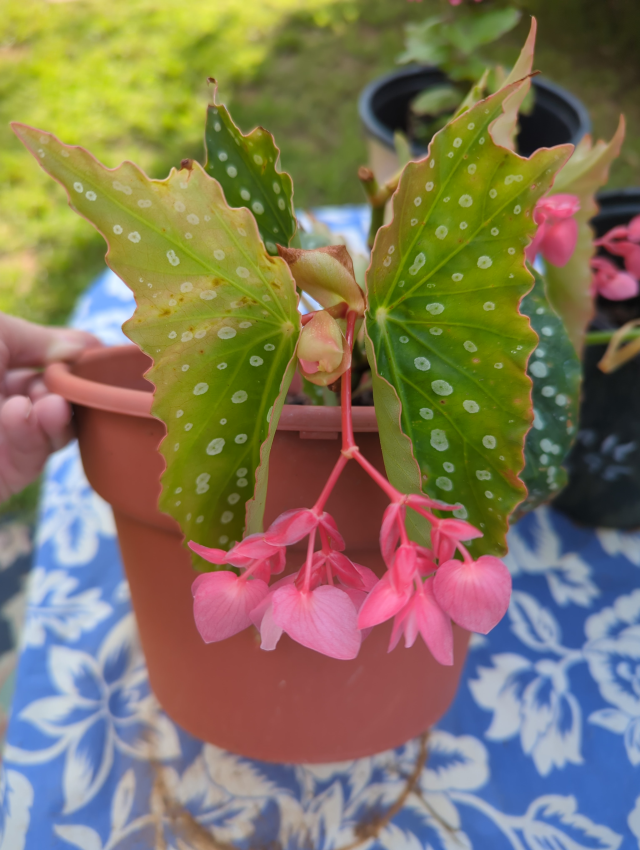 Butterfly Plant