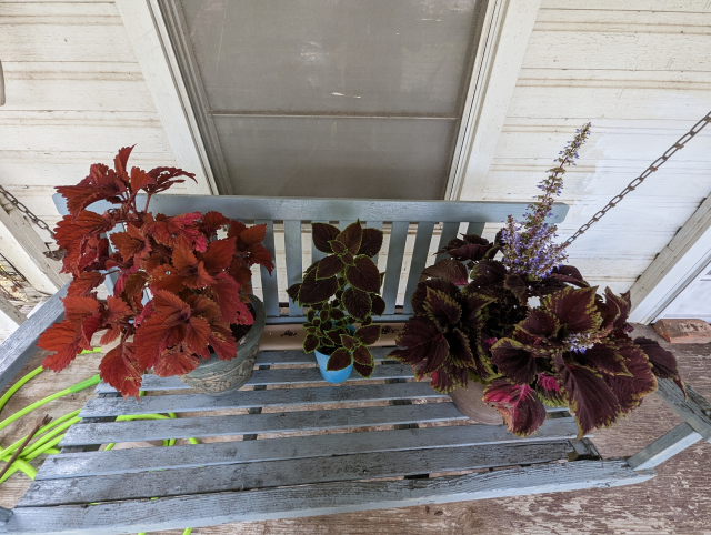   Coleus