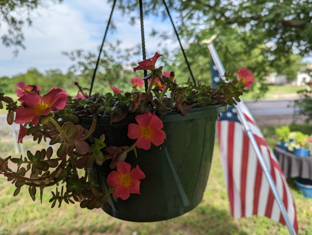   Purslane Basket