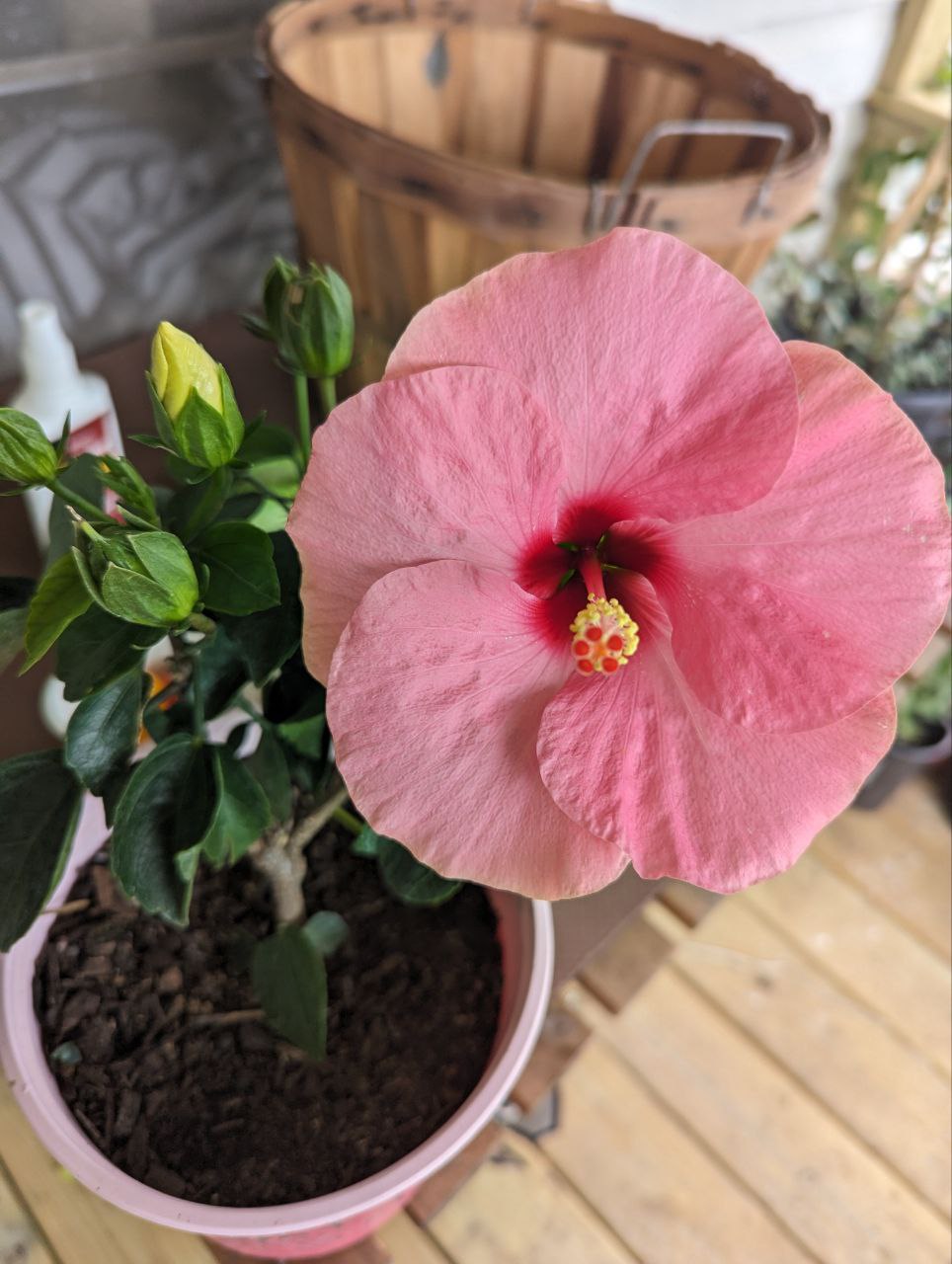 Hibiscus $5