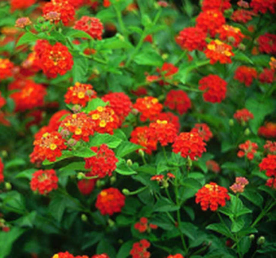Lantana Dallas Red Upright