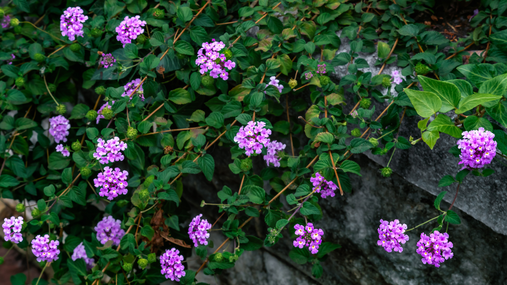 Lantana Lavender Weeping