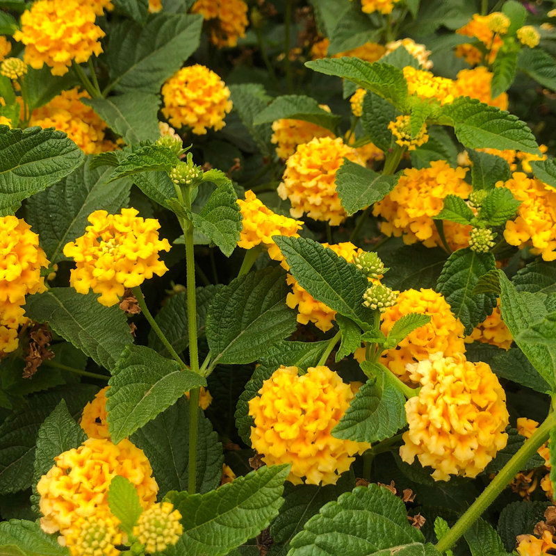 Lantana New Gold