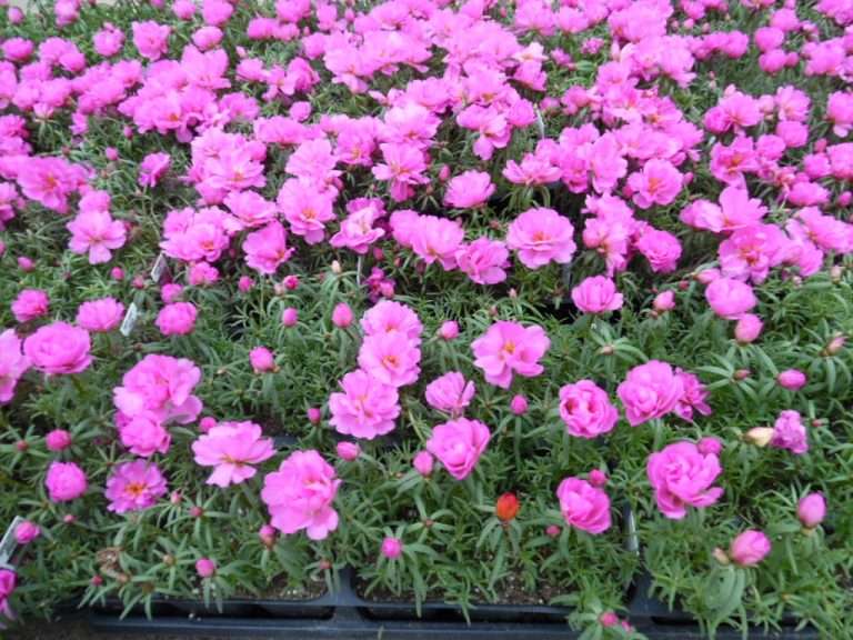 Portulaca Happy Hour Rosita