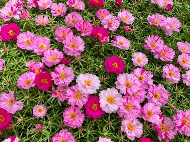 Portulaca Happy Hour Peppermint