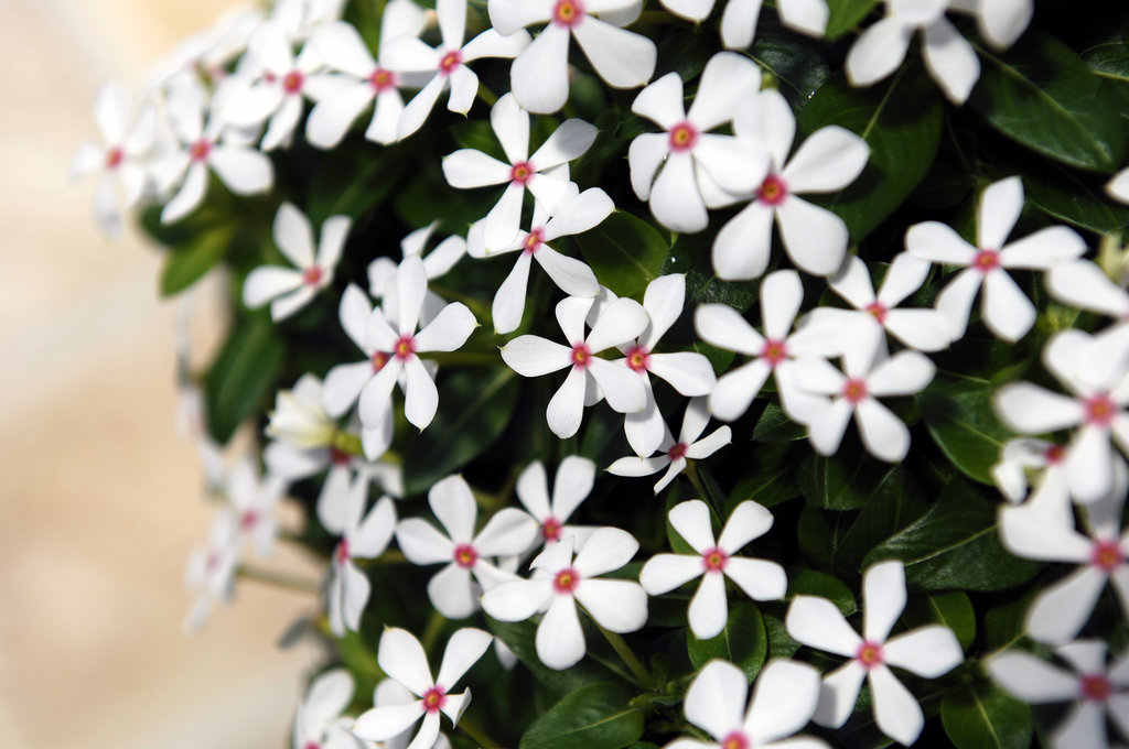 Vinca Soiree White Peppermint