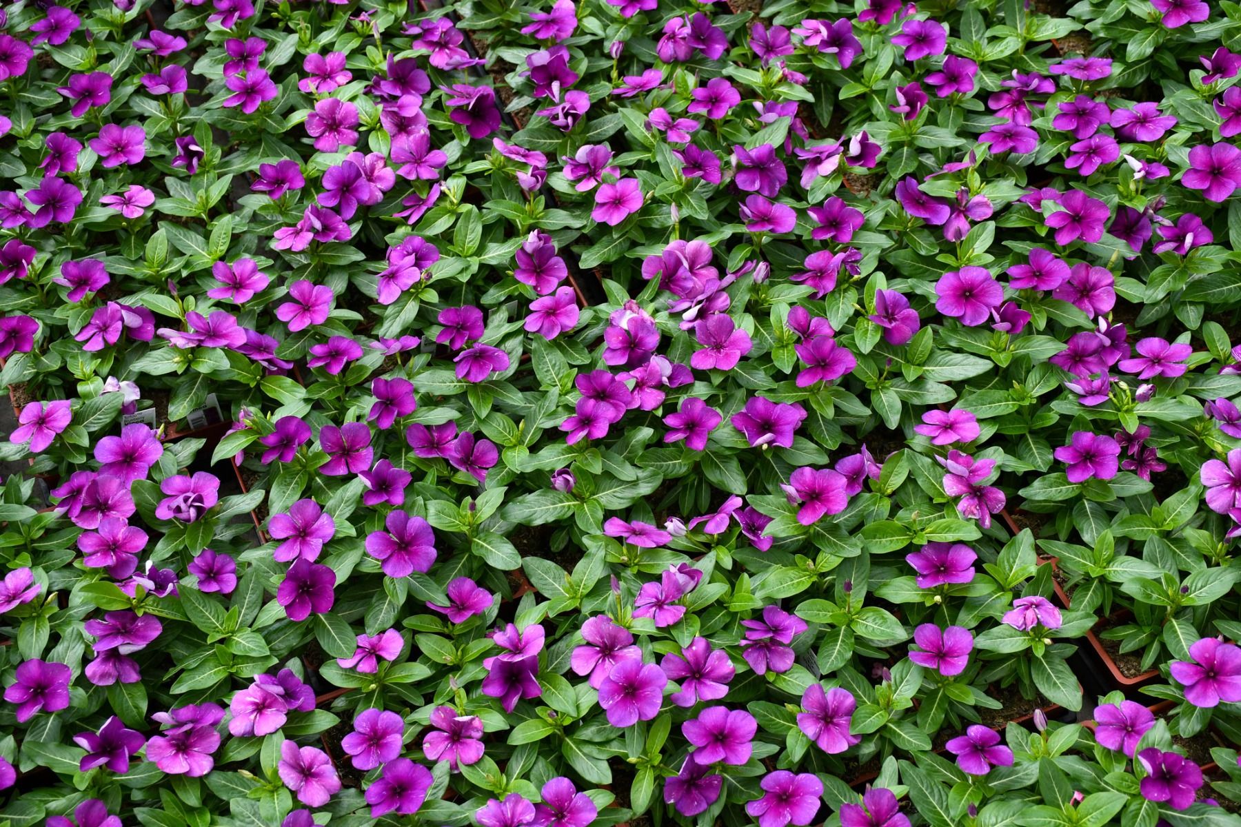 Vinca Tattoo Blueberry