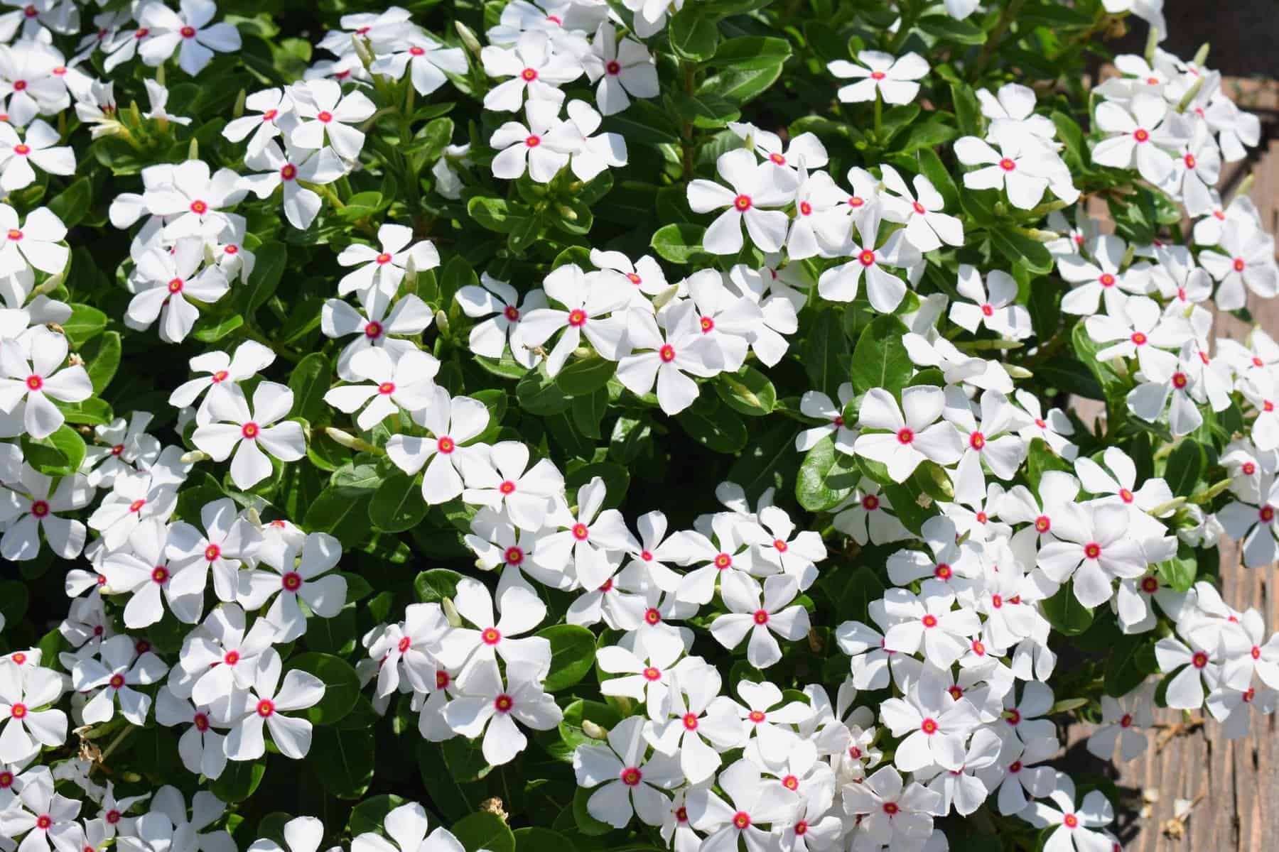 Vinca Cora XDR Polka Dot