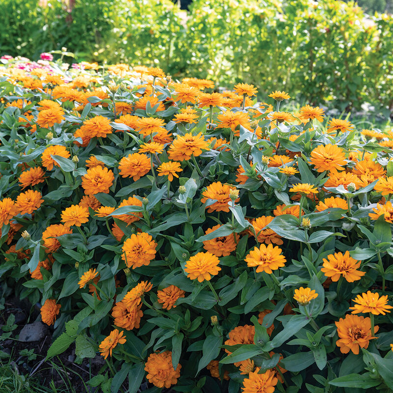 Zinnia Zahara Double Orange
