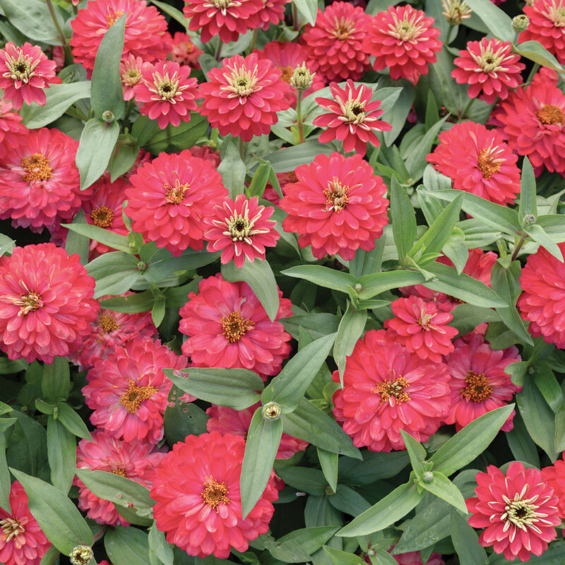 Zinnia Zahara Double Salmon