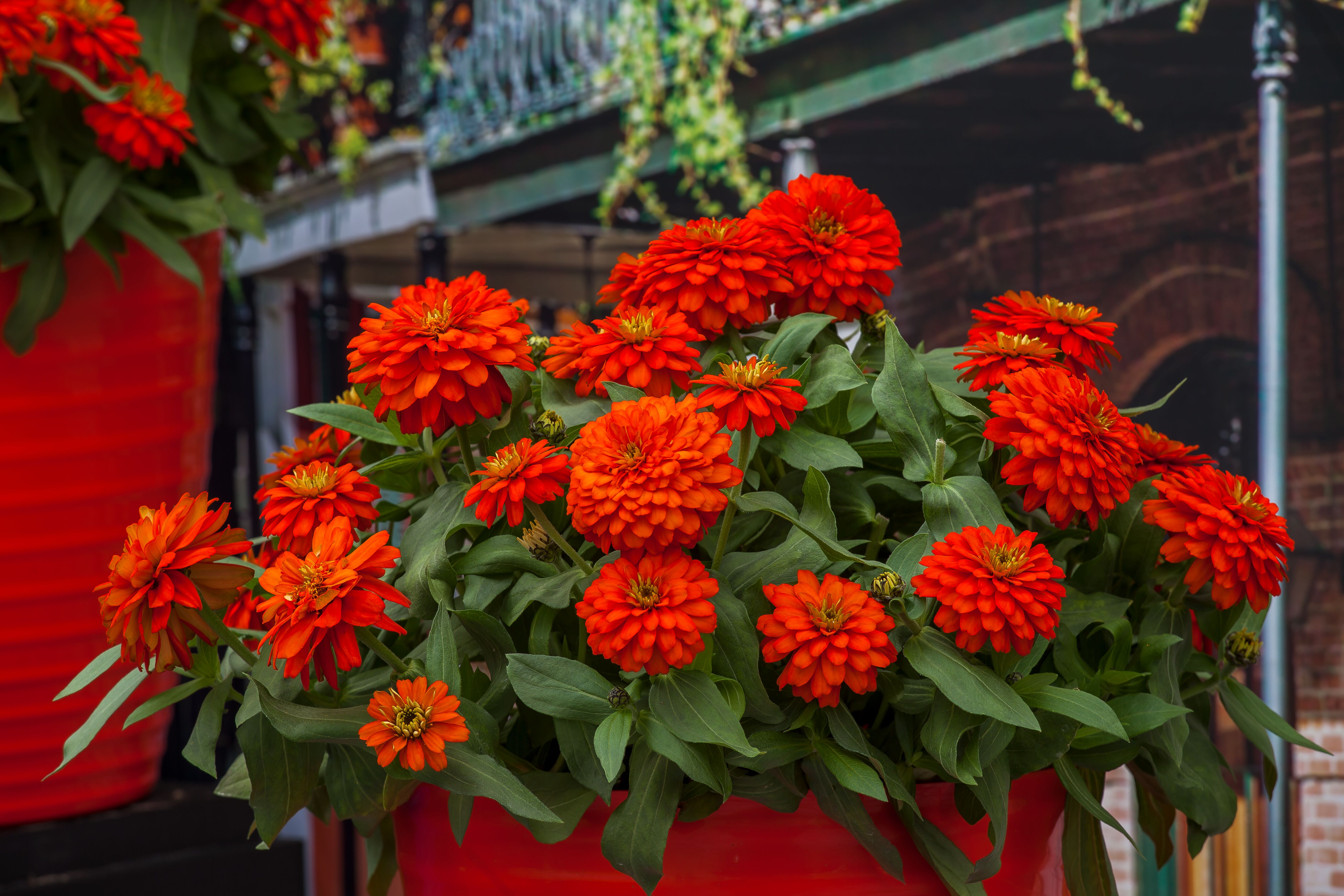 Zinnia Zydeco Fire