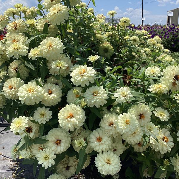 Zinnia Zydeco White