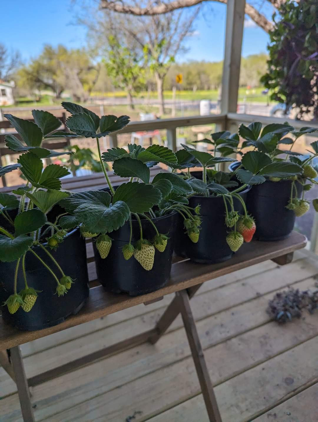 Berry plant