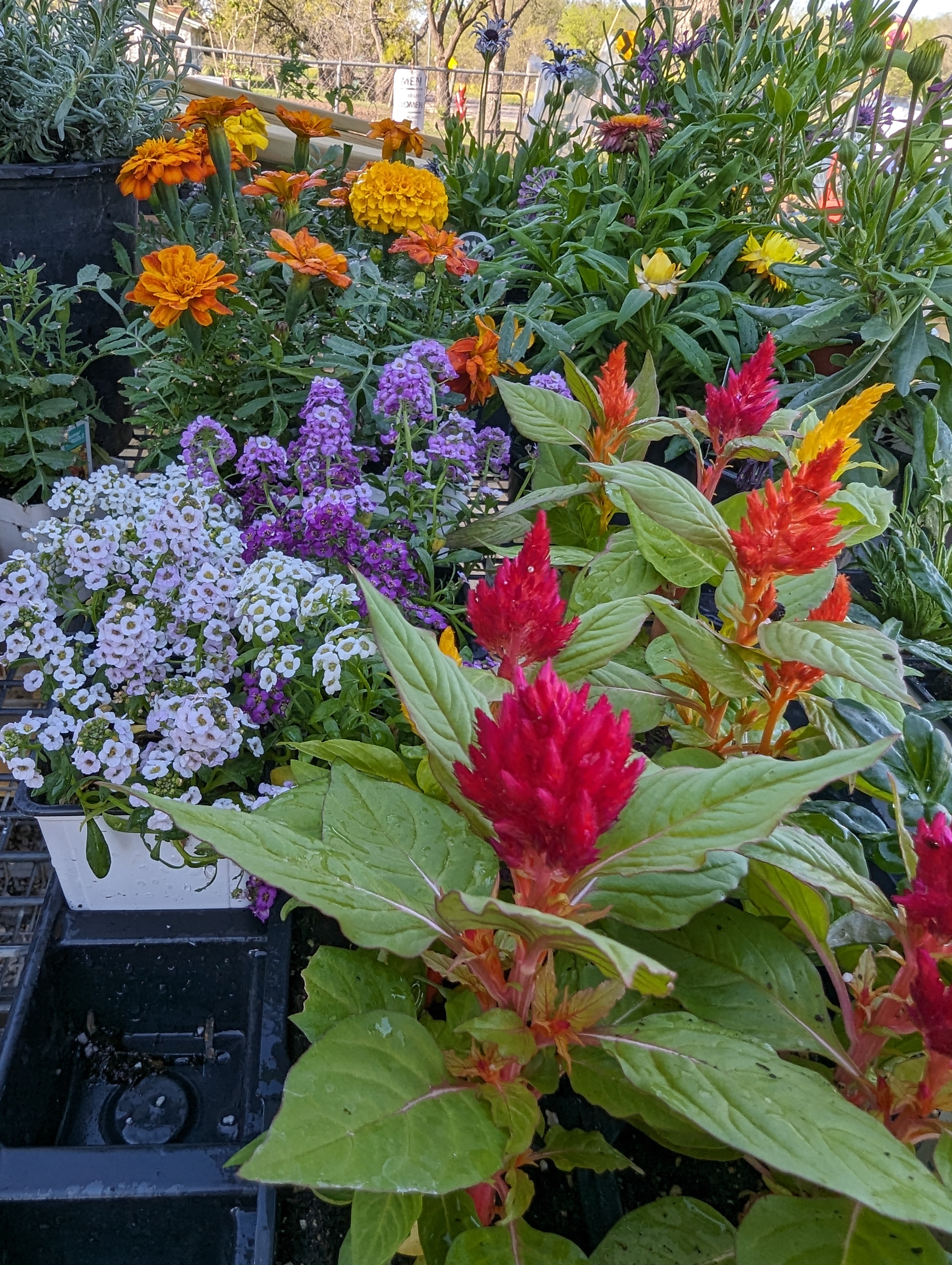 Assorted Flowers