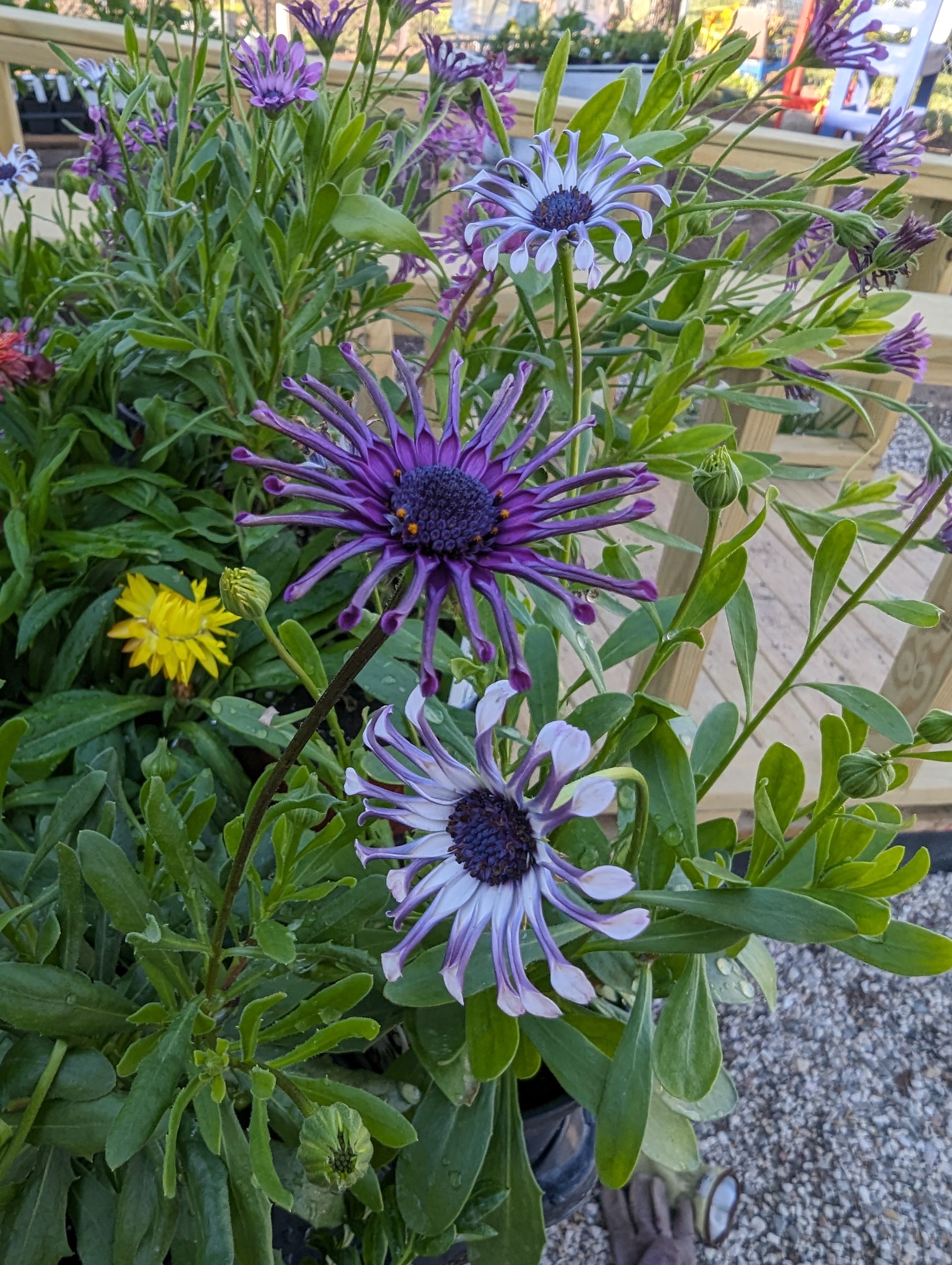 Purple flower