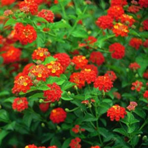 Lantana Dallas Red Upright