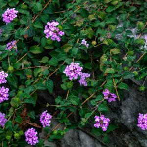 Lantana Lavender Weeping