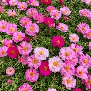 Portulaca Happy Hour Peppermint
