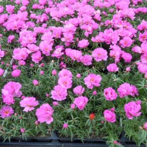 Portulaca Happy Hour Rosita