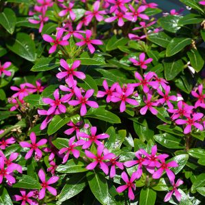 Vinca Soiree Lavender