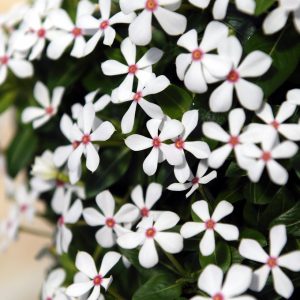 Vinca Soiree White Peppermint