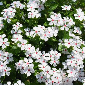 Vinca Cora XDR Polka Dot