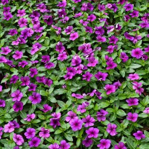 Vinca Tattoo Blueberry