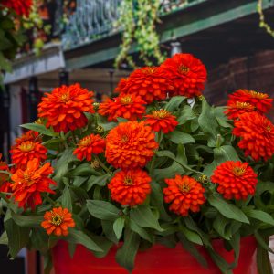 Zinnia Zydeco Fire